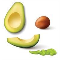 Set of avocado fruit slices isolated on white background vector