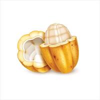 Peeled raw cocoa fruit isolated on white background vector
