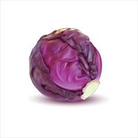 Fresh red cabbage isolated on white background vector