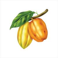 Raw cocoa fruit still on the stem isolated on white background vector