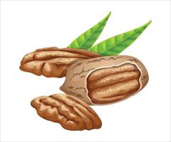 Pecan nut isolated white background vector