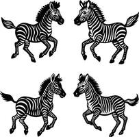 Black and white zebra silhouettes in playful poses on white background vector