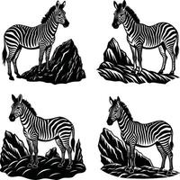 Four black and white zebra illustrations on rocks in different angles and perspectives vector