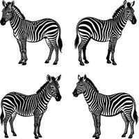 Zebra illustration set in black and white graphic design vector