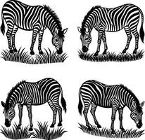 Zebra grazing on grass illustration black and white graphic design vector
