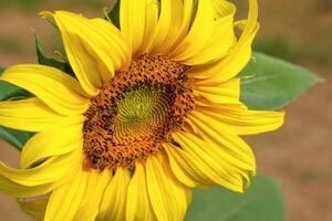 Sunflowers and bees are protocooperation. Which is the coexistence of two living things that benefit each other photo