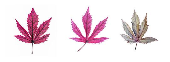 Isolated group of Hibiscus acetosella leaves arranged in order of maturity on a white background. Leaves photo
