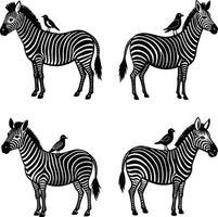 Monochrome zebra animals with birds standing on back repeating pattern vector