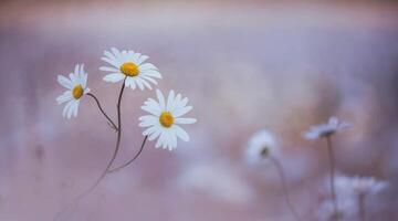 Beautiful pink flowers, meadow and spring blurred nature scenery with blue sky, macro, soft focus. Magic colorful artistic image uplifting and inspirational mood of nature, spring floral background photo