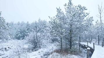 A snowy path through a forest with trees and snow video