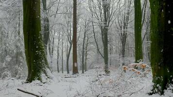 A snowy forest with trees and snow video
