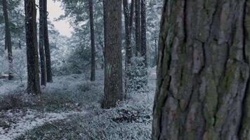 A snowy forest with trees and snow on the ground video