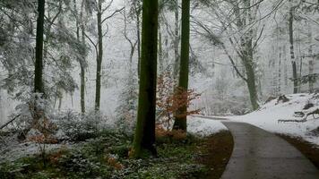 A path through a snowy forest with trees and snow video