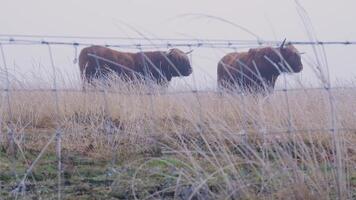 Two cows standing in tall grass behind a fence video