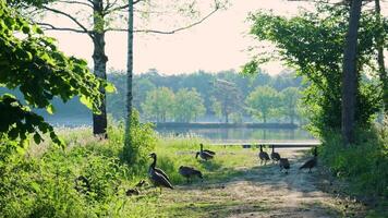 A group of geese walking along a path near a lake video