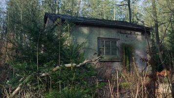 An abandoned house in the woods with tall grass video