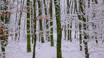 A snowy forest with trees covered in snow video