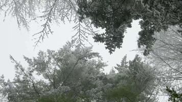 A view of trees and snow covered branches video