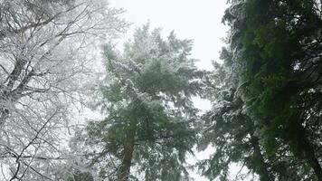 A view of tall trees covered in snow video