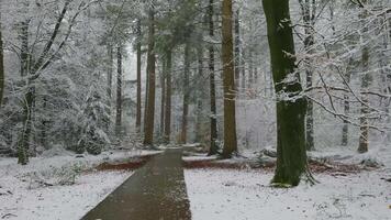 A path through a snowy forest with trees video