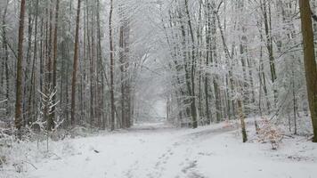 A snowy forest path with trees and snow video