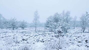 A snowy field with trees and bushes video