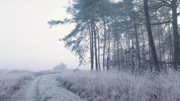 A path through a forest with frost on the ground video