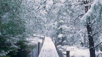 A wooden bridge is surrounded by snow covered trees video