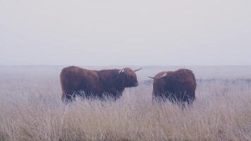 Two highland cows standing in a field of tall grass video