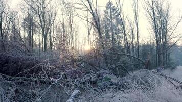 Frosty trees and a road in the woods video