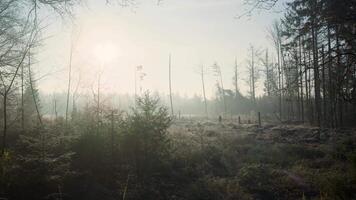 A forest with trees and fog in the background video