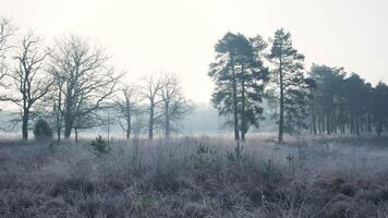 Frosty trees in a field with a sun shining through video
