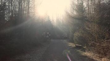A path through the woods with sun shining through the trees video