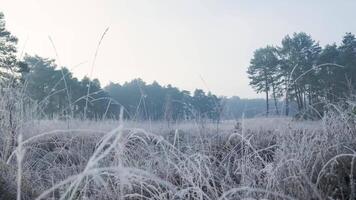 Frosty grass in a field with trees in the background video