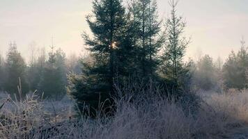 Frosty trees in a forest with a trail video