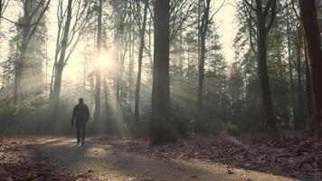 A person walking in the woods with the sun shining through the trees video