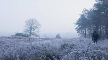 A person walking through a field of frosty grass video