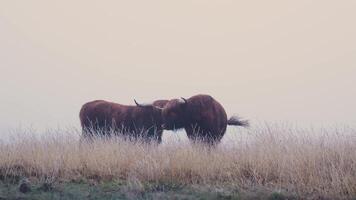 Two cows standing in a field with foggy sky video