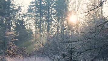 The sun shines through the trees in a snowy forest video