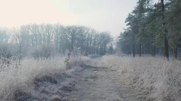 A path through a field with frosty grass and trees video