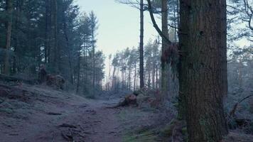 A dirt path in the woods with trees and trees video