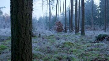 A forest with trees and grass in the middle of a frosty morning video