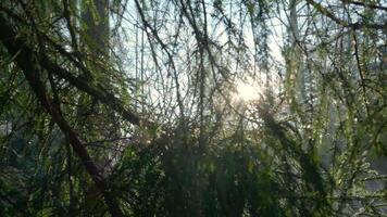 The sun shines through the branches of a tree video