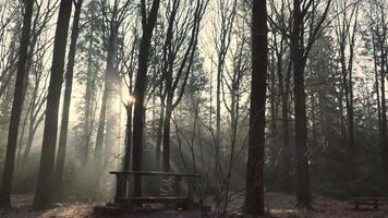 A bench in the middle of a forest with trees video