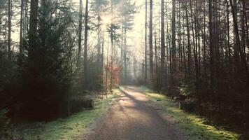 A path through the woods with trees and sun shining video