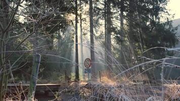 A forest with trees and grass in the background video