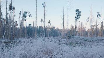 A forest with frosty trees and grass video