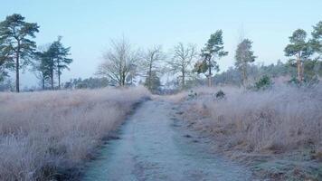 A path through a field with tall grass and trees video