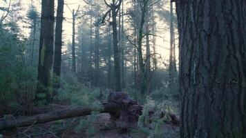 A fallen tree in the woods with a person standing on it video