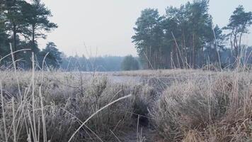 A frozen pond in the middle of a forest video